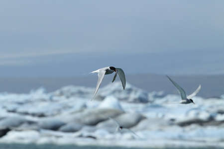 arctic tern, sterna paradisaea  Iceland
