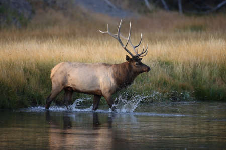 Elk (Wapiti), Cervus elephas, Yellowstone National Park, Wyoming, USAの写真素材