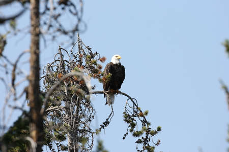 Bald Eagle perched in tree,Yellowstone NP