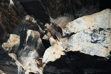 White-tailed sea Eagle (Haliaeetus albicilla) Norway