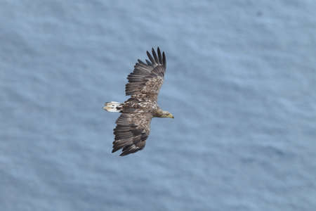 White-tailed sea Eagle (Haliaeetus albicilla) Norway