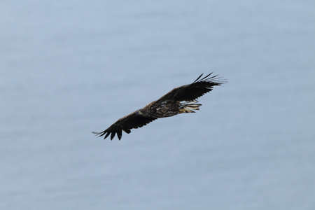 White-tailed sea Eagle (Haliaeetus albicilla) Norway