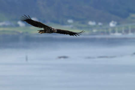 White-tailed sea Eagle (Haliaeetus albicilla) Norway