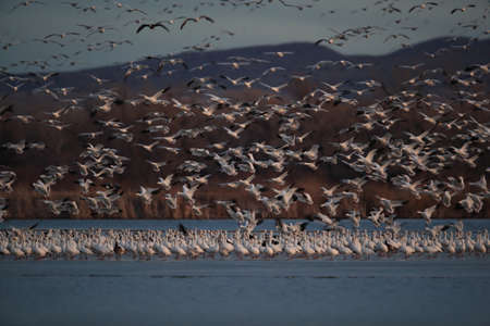 Snow geese Bosque del Apache, New Mexico USAの写真素材