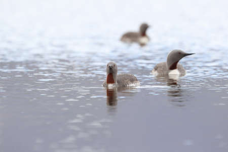 red-throated loon (North America) or red-throated diver (Britain and Ireland)