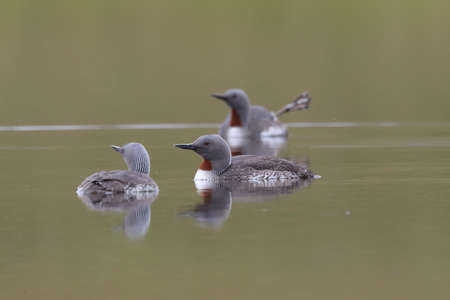 red-throated loon (North America) or red-throated diver (Britain and Ireland)