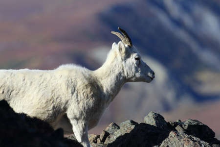 Dall's sheep ewe (Ovis dalli) Denali National Park, Alaska, USAの写真素材