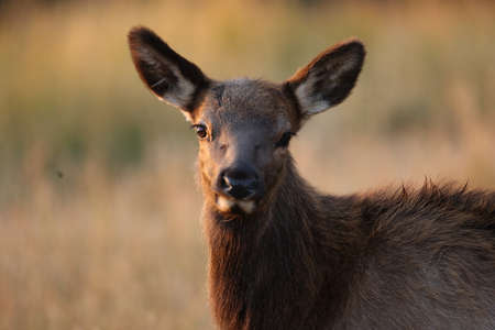 Elk (Wapiti), Cervus elephas, Yellowstone National Park, Wyoming, USA
