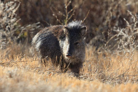 Javelina in Bosque del Apache National Wildlife Refuge, New Mexicoの写真素材