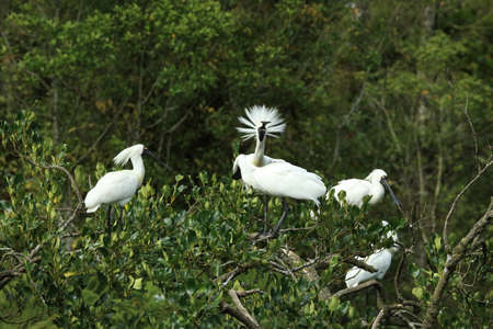 Royal Spoonbill nesting at the mouth of Waitangiroto River in West Coast New Zealand