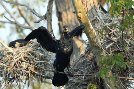 great cormorant (Phalacrocorax carbo) Colony, Baden-Wurttemberg,Germany
