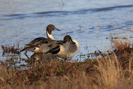 Northern Pintail Ducks wintering at Bosque del Apache National Wildlife Refuge in New Mexicoの写真素材