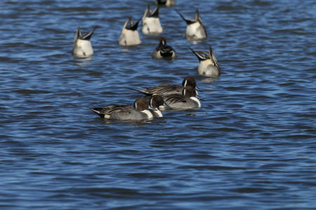 Northern Pintail Ducks wintering at Bosque del Apache National Wildlife Refuge in New Mexico