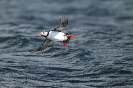 Atlantic Puffin or Common Puffin, Fratercula arctica, Norwayの写真素材