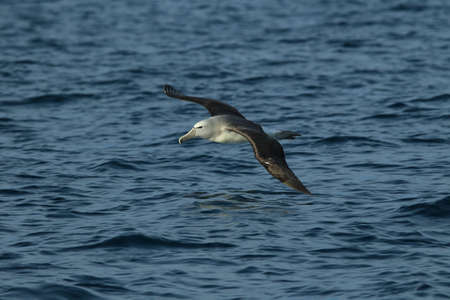Salvin's Albatross at sea New Zealandの写真素材