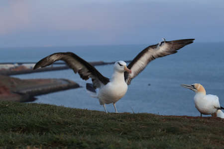 Black-browed Albatros ( Thalassarche melanophris ) or Mollymawk Helgoland Island Germanyの写真素材