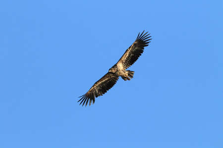 White-tailed sea Eagle (Haliaeetus albicilla) Norway