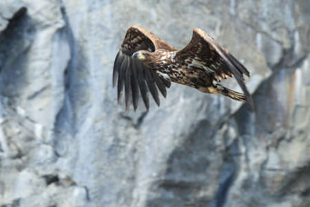 White-tailed sea Eagle (Haliaeetus albicilla) Norway