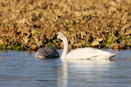 trumpeter swan(Cygnus buccinator) family swimming in  Teton NP USAの写真素材