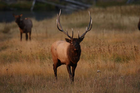 Elk (Wapiti), Cervus elephas, Yellowstone National Park, Wyoming, USAの写真素材