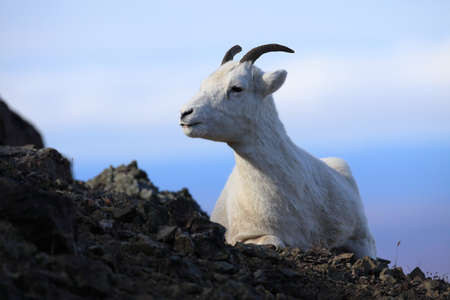 Dall's sheep ewe (Ovis dalli) Denali National Park, Alaska, USAの写真素材