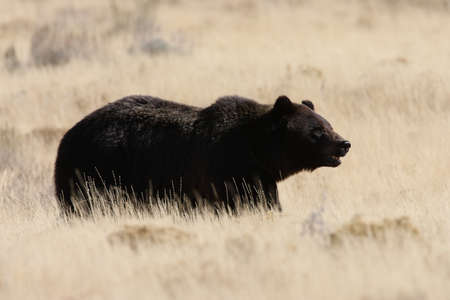 Grizzly Bear in the Lamar Valley in Yellowstone National Park, Wyomingの写真素材