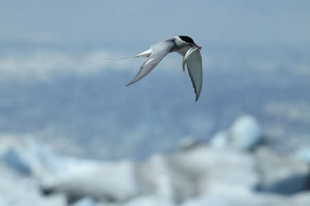arctic tern, sterna paradisaea in Icelandの写真素材