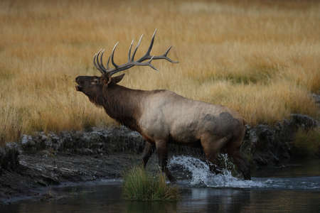 Elk (Wapiti), Cervus elephas in Yellowstone National Park, Wyoming, USAの写真素材