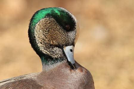 American Wigeon Socorro New Mexicoの写真素材