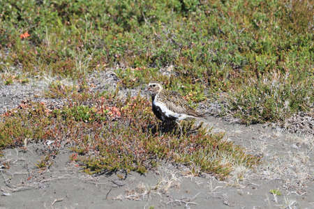 European golden plover (Pluvialis apricaria)  Icelandの写真素材