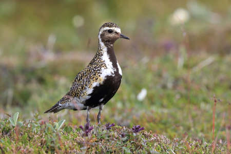 European golden plover (Pluvialis apricaria)  Icelandの写真素材
