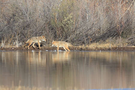 Coyote(s) in Bosque del Apache national wildlife refuge in New Mexico.の写真素材
