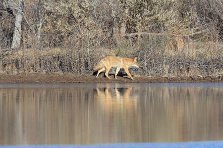 Coyote(s) in Bosque del Apache national wildlife refuge in New Mexico.