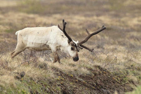 Reindeer, Caribou, Icelandの写真素材