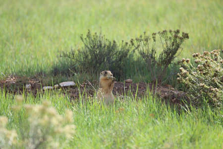 Utah Prairie Dog - Bryce Canyon National Park