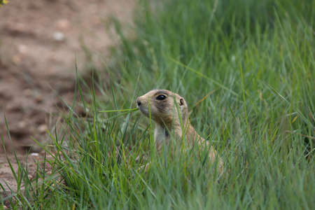 Utah Prairie Dog - Bryce Canyon National Parkの写真素材