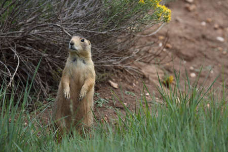 Utah Prairie Dog - Bryce Canyon National Park