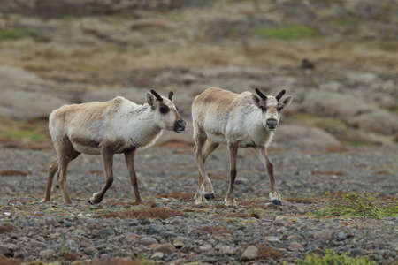 Reindeer, Caribou, Icelandの写真素材