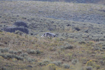 Chief Wolf 472F Agates pack  wild, non-captive wolf - Yellowstone National Park,USA