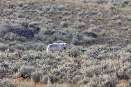 Chief Wolf 472F Agates pack  wild, non-captive wolf - Yellowstone National Park,USA