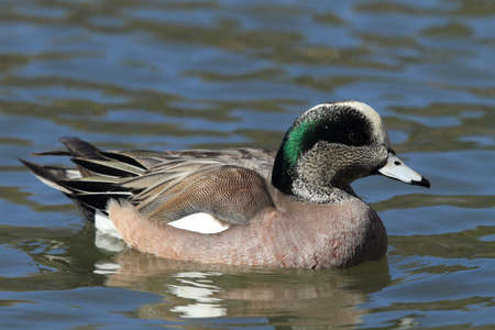 American Wigeon Socorro New Mexicoの写真素材
