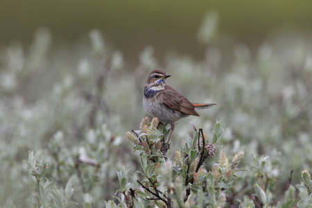 Bluethroat Norway