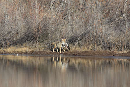 Coyote(s) in Bosque del Apache national wildlife refuge in New Mexico.