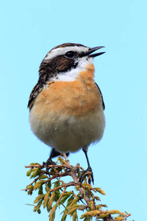 whinchat (Saxicola rubetra) Swedenの写真素材