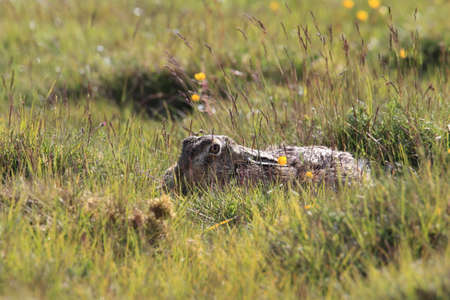 European brown hare (Lepus europaeus)