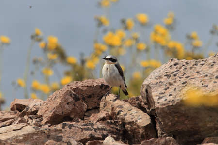 northern wheatear or wheatear (Oenanthe oenanthe) Swedenの写真素材