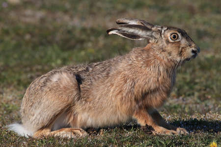 European brown hare (Lepus europaeus) Ãland,Swedenの写真素材