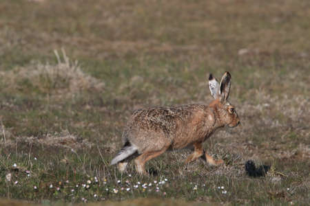 European brown hare (Lepus europaeus) Ã–land,Sweden