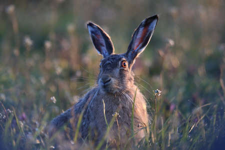 European brown hare (Lepus europaeus) Ã–land,Sweden