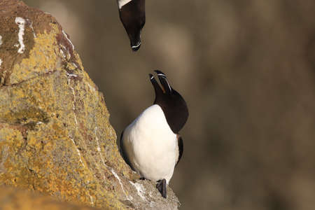 Razorbill (Alca torda) Iceland Latrabjarg